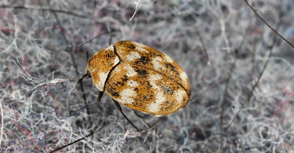 Larve dello scarabeo tappeto - Scarabeo tappeto adulto