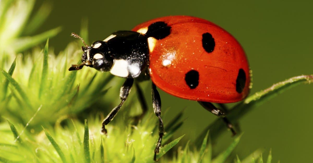 Le coccinelle arancioni sono velenose o pericolose