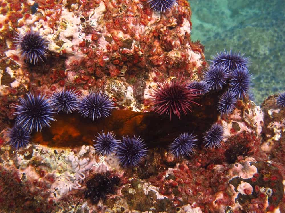 I ricci di mare viola e rossi mangiano un pezzo di alghe.