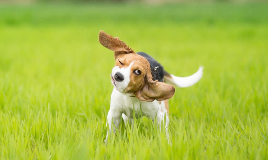 beagle scuotendo la testa