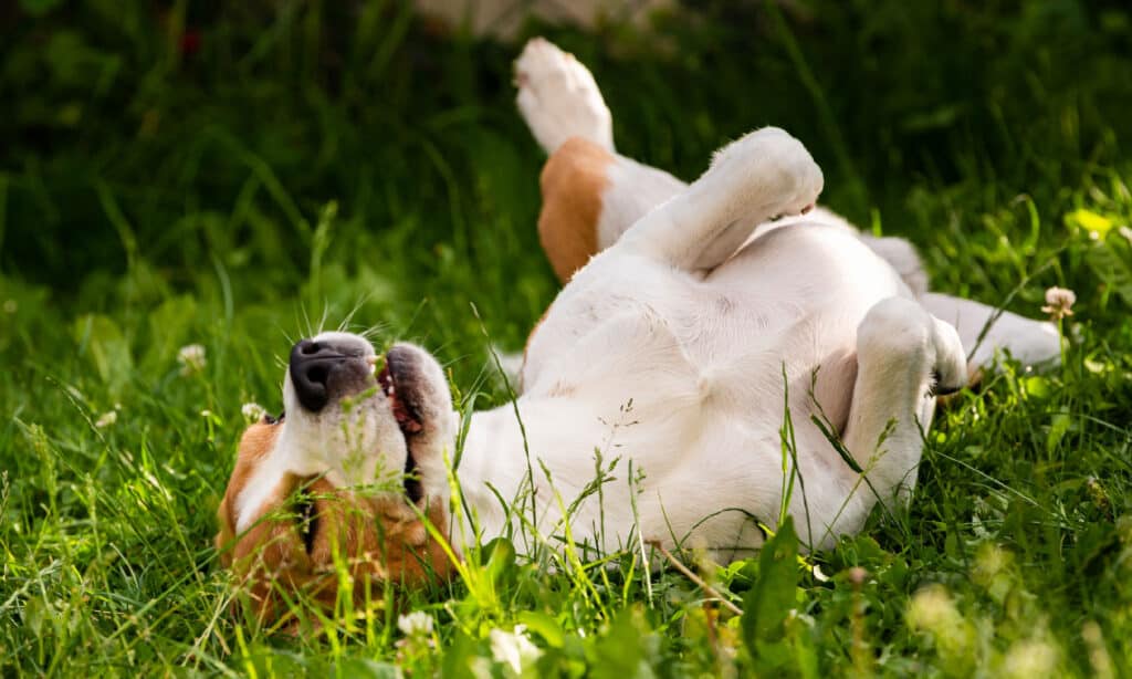 Cane beagle tricolore che rotola in erba il giorno d'estate