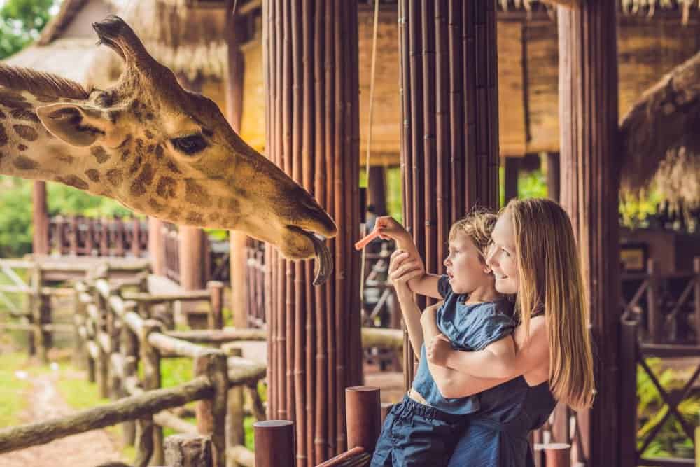 Una donna e un ragazzino che danno da mangiare a una giraffa in uno zoo.