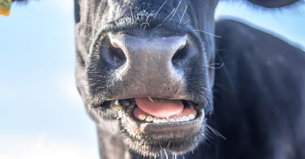 Le mucche hanno i denti superiori = bocca di mucca