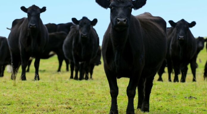 10 fatti incredibili sulla mucca
