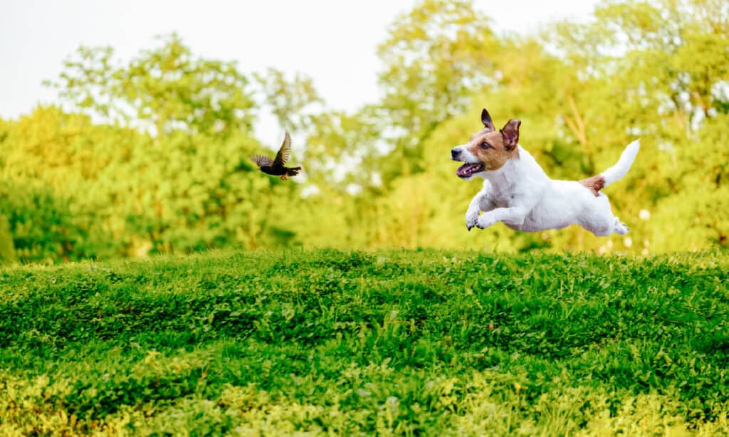 Jack Russell Terrier a caccia di storni