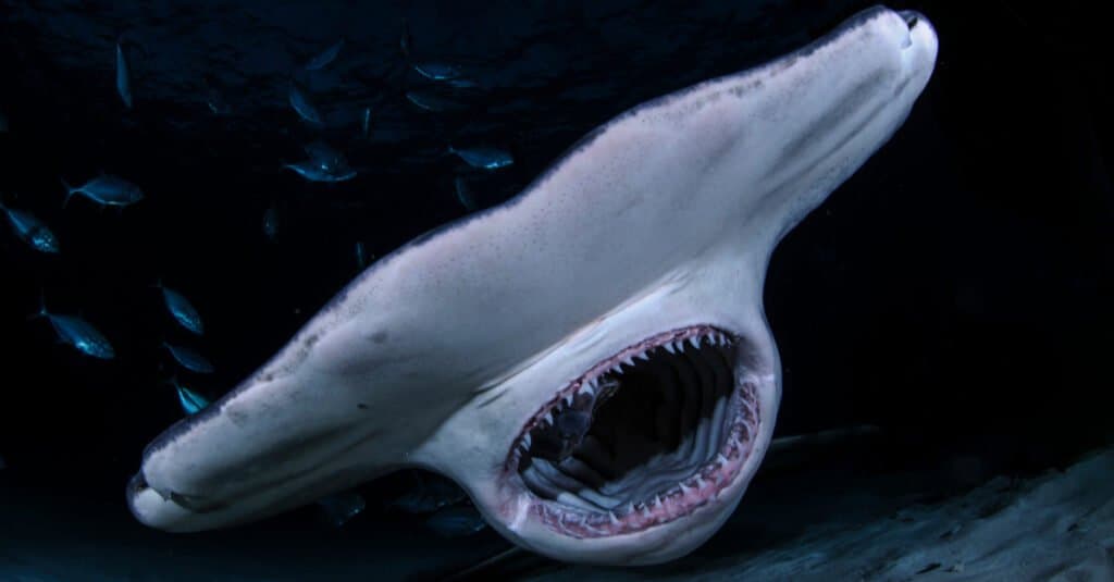 Cosa mangiano gli squali martello - Uno squalo martello da vicino