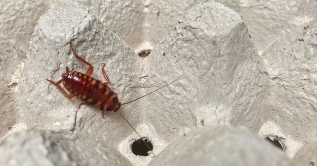 Tipi di scarafaggi - Scarafaggio fasciato marrone