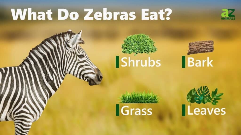 Cosa mangiano le zebre
