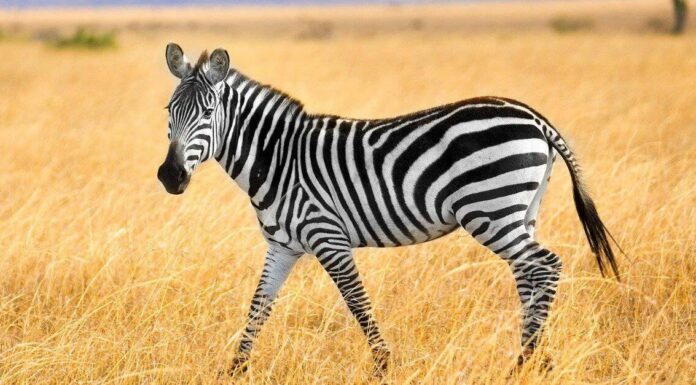 10 fatti incredibili sulla zebra
