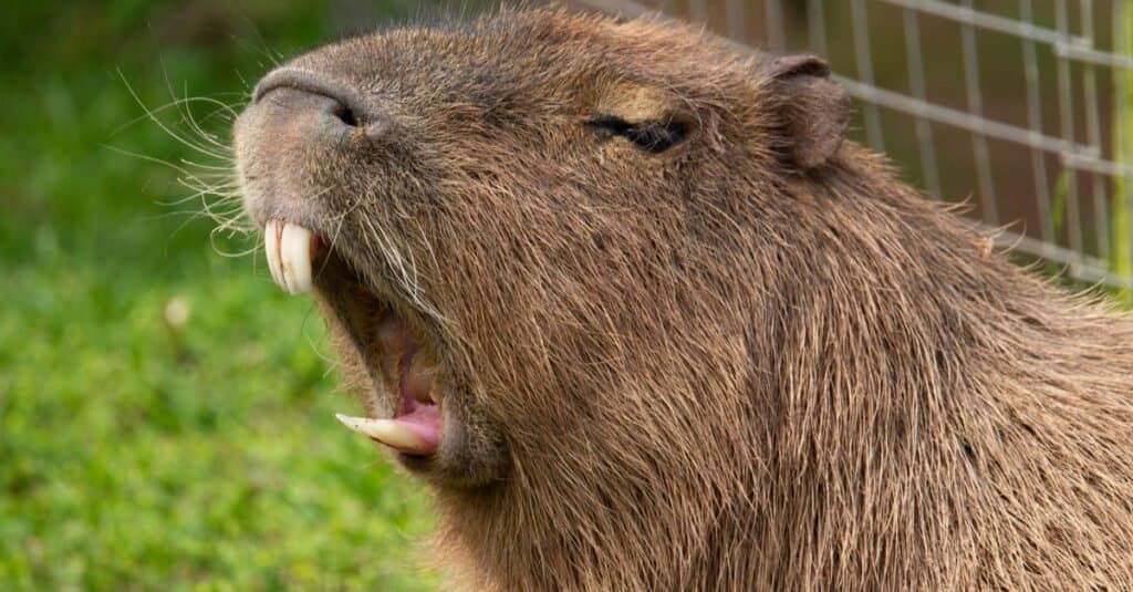 Capibara vs nutria