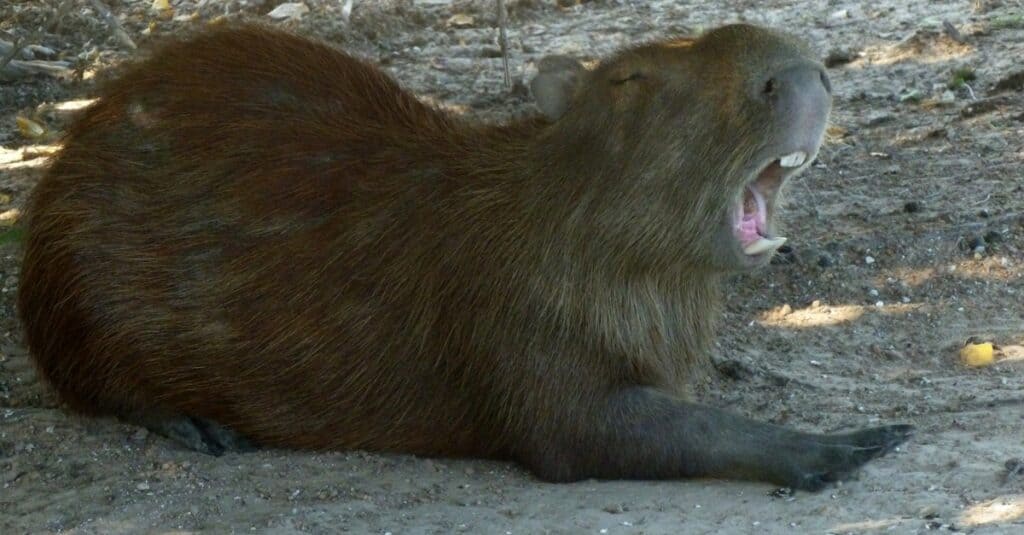 capibara vs vombato