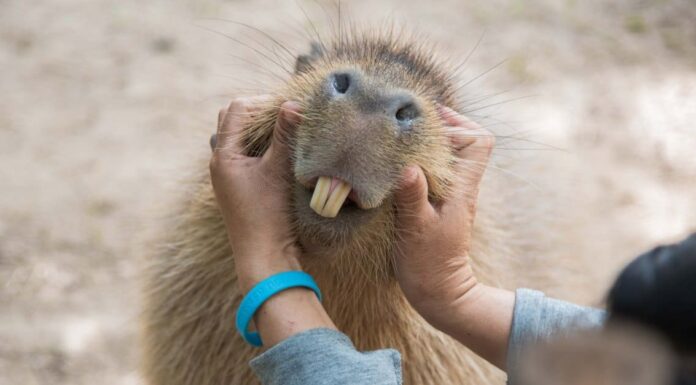 10 fatti incredibili sui capibara
