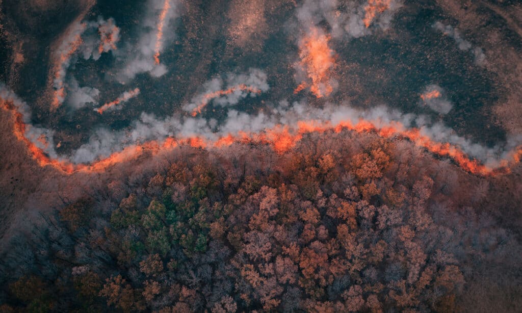 Una striscia di erba secca dà fuoco agli alberi nella foresta secca