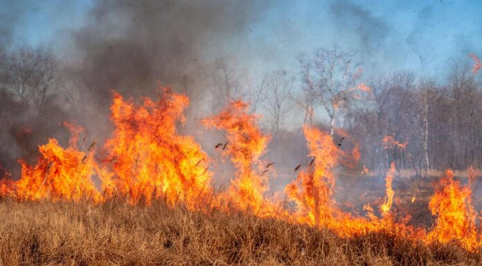 Incendi boschivi vs incendi boschivi: differenze chiave
