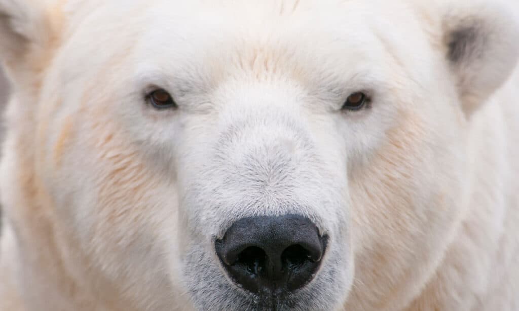 Full frame del volto di un orso polare.  L'orso polare ha il naso nero e gli occhi neri. 