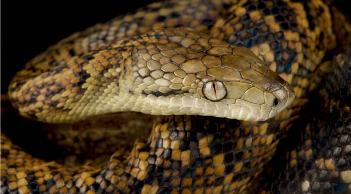 Scopri il serpente velenoso più grande di sempre: 3 volte più grande di un cobra reale!
