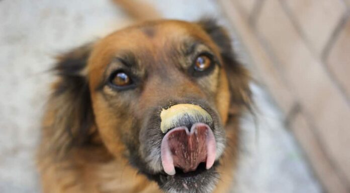  Quali noci possono mangiare i cani?  Quali sono sicuri o pericolosi?
