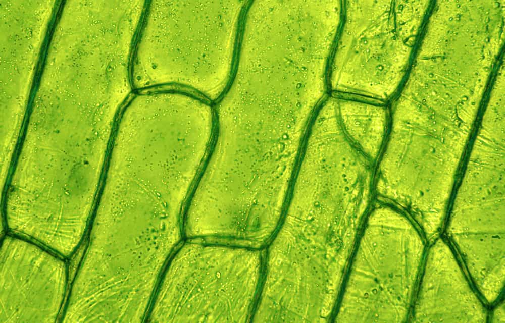 Cellula vegetale al microscopio