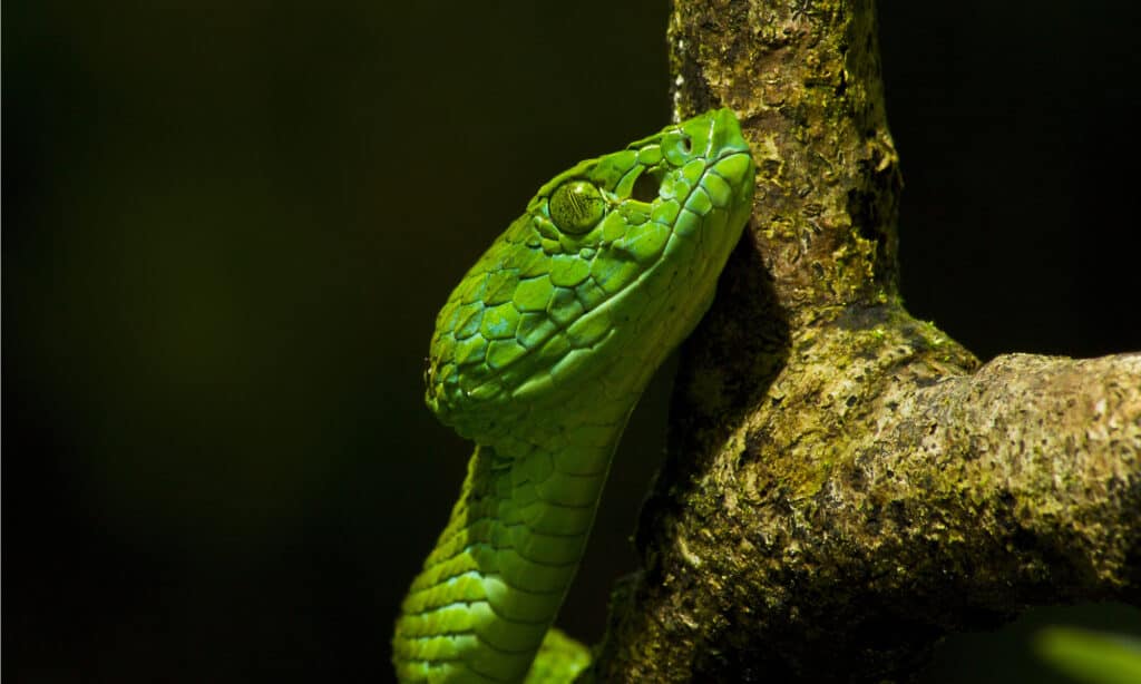 Vipera delle palme di marzo (Bothriechis marchi)