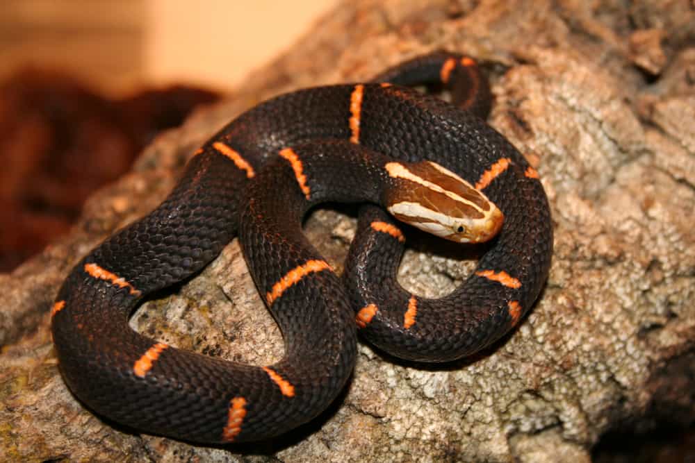 Vipera