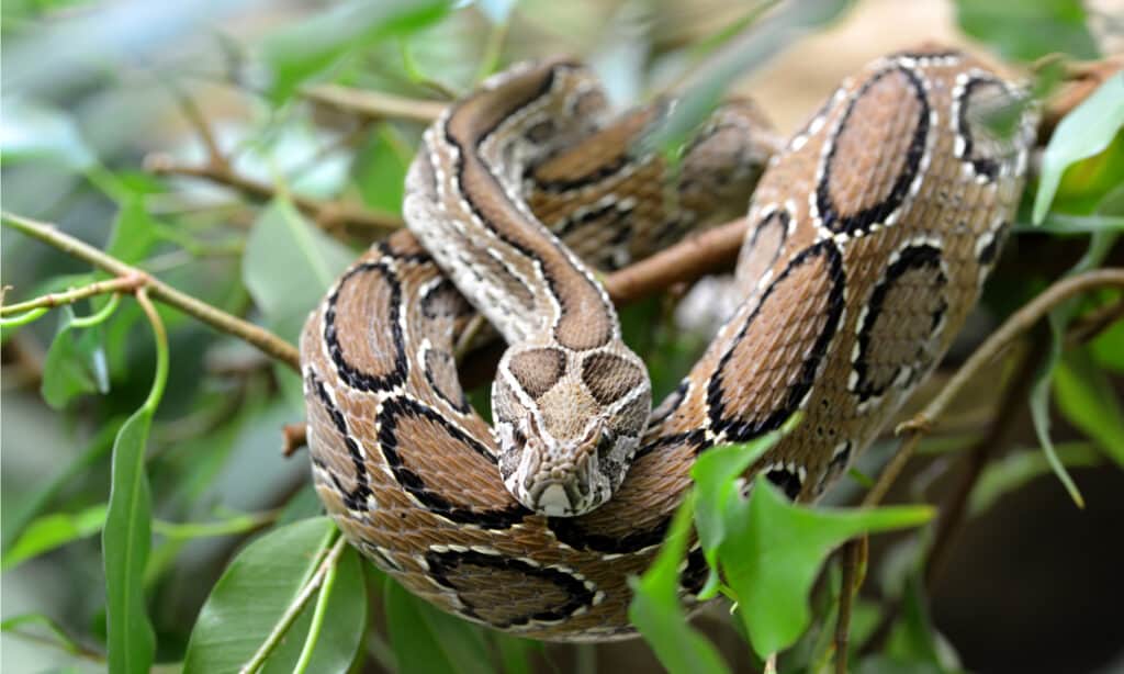 I serpenti più letali: la vipera di Russell 