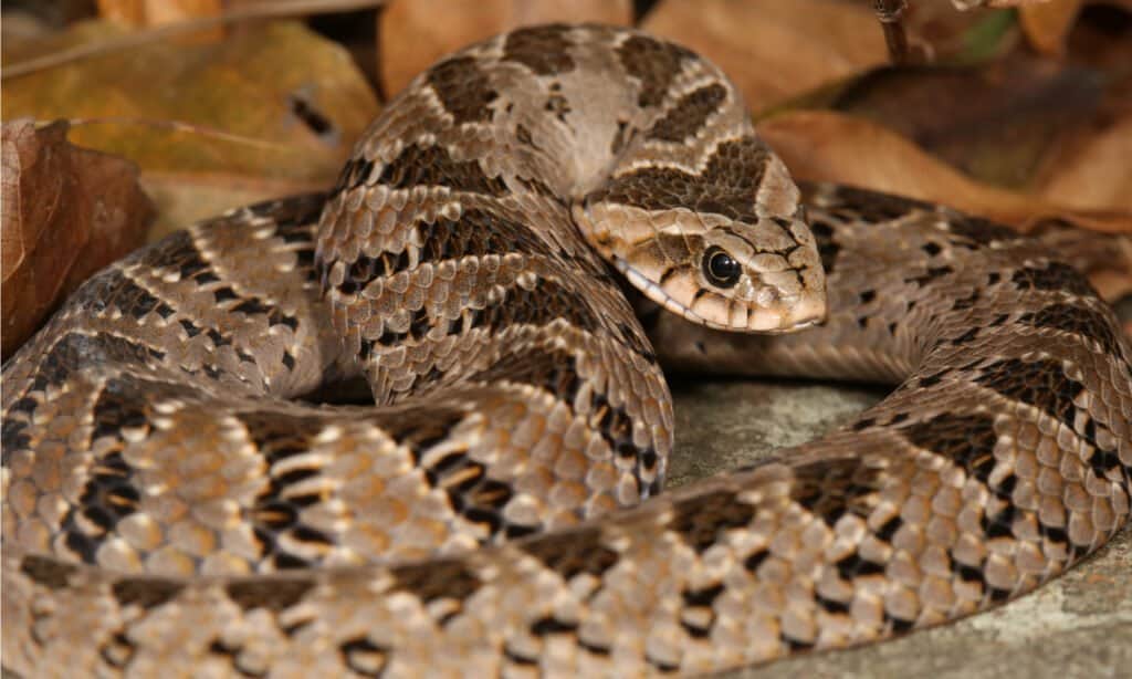 Vipera notturna