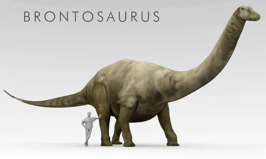 Rendering 3D di un brontosauro accanto a un essere umano per la scala