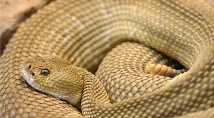 Scopri il serpente più grande trovato in Messico
