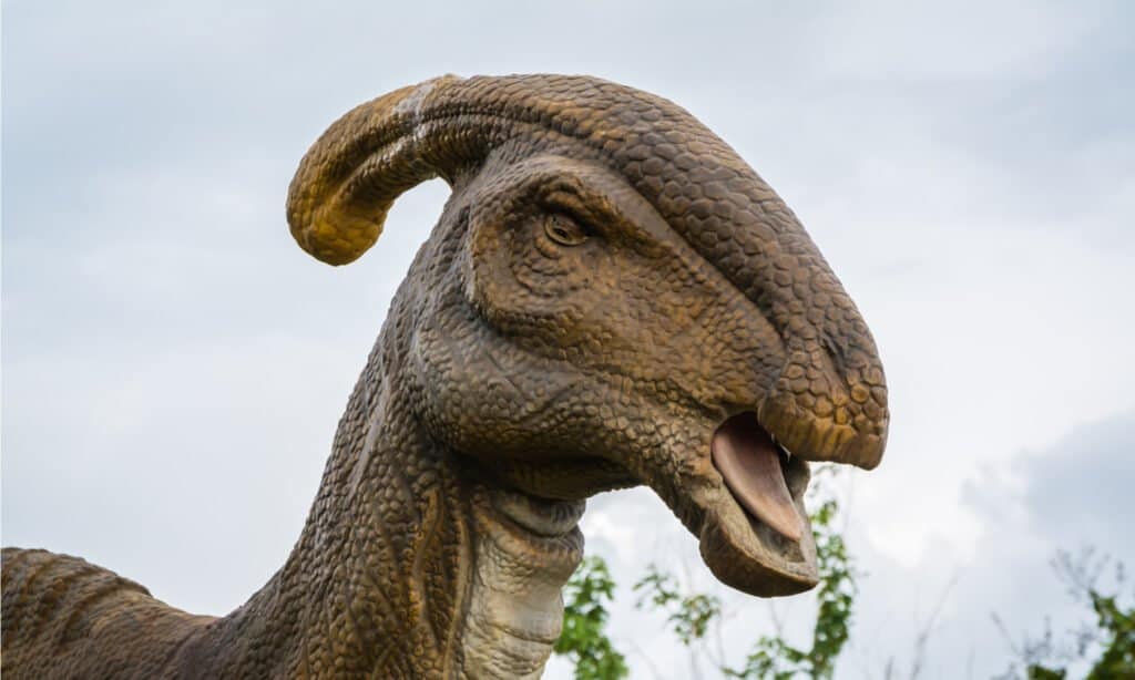 La cosa più notevole del Parasaurolophus è la sua cresta.  Questa struttura inizia dal naso del dinosauro, si incurva sulla parte anteriore del suo cranio e si inarca all'indietro sopra la sua testa.