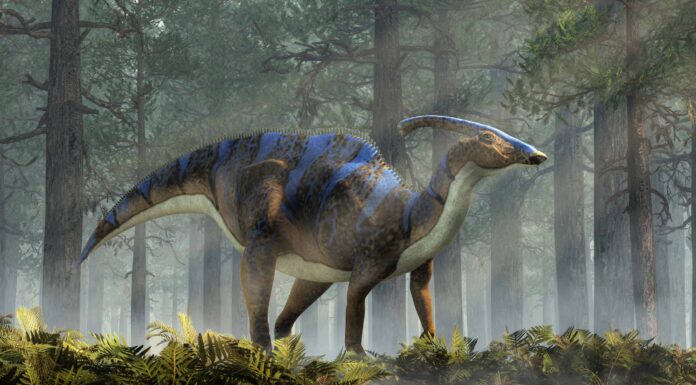 Hadrosaurus vs Parasaurolophus: chi vincerebbe un combattimento?
