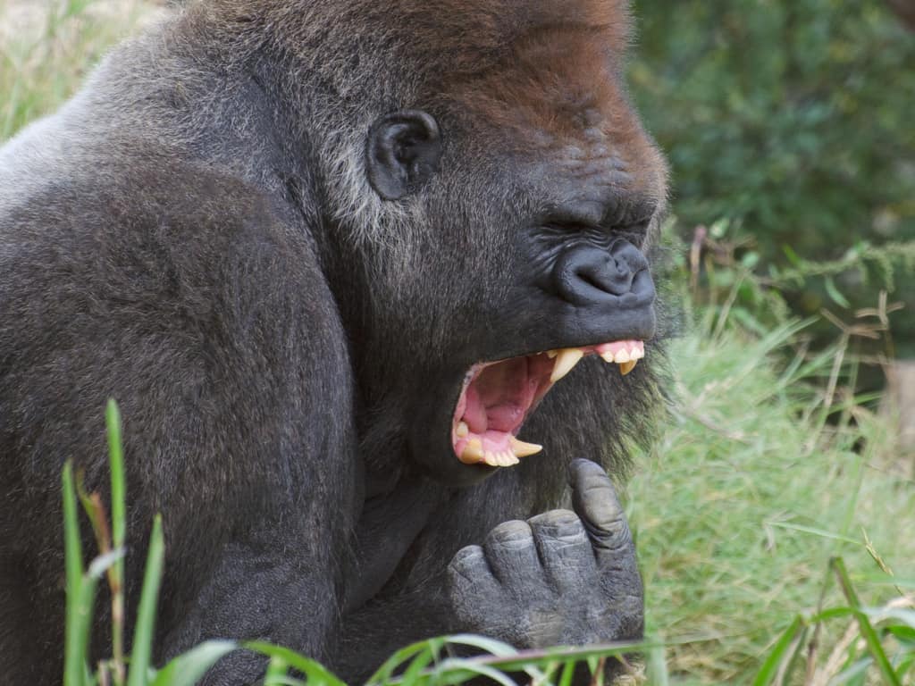 Gorilla - Gorilla che urla e mostra i denti