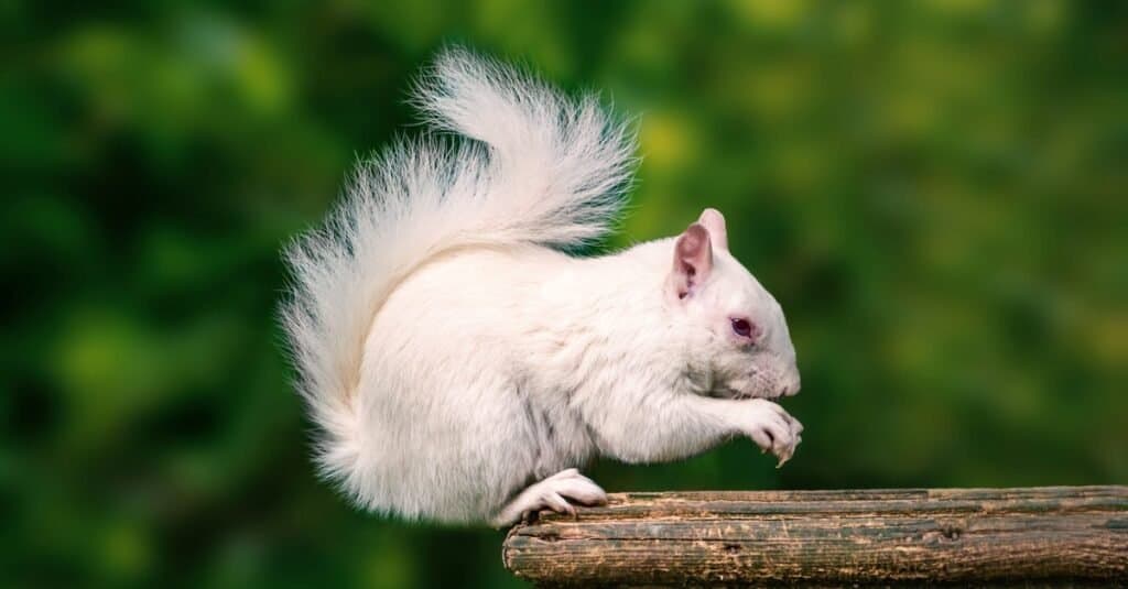 Animali bianchi - scoiattolo bianco