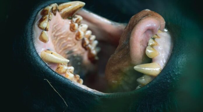 Denti di gorilla: le loro dimensioni e come si confrontano con i denti umani
