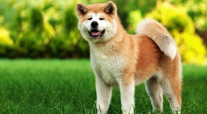 53 incredibili nomi di cani giapponesi e il loro significato

