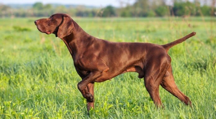 72 nomi di cani tedeschi perfetti e il loro significato
