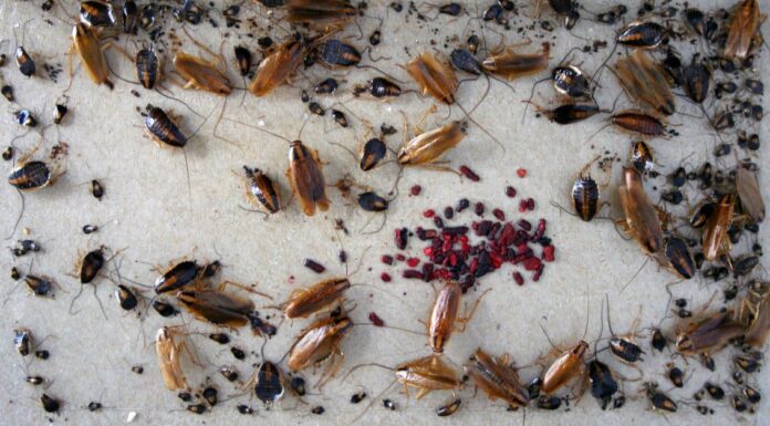 I cinque scarafaggi più comuni in Oklahoma
