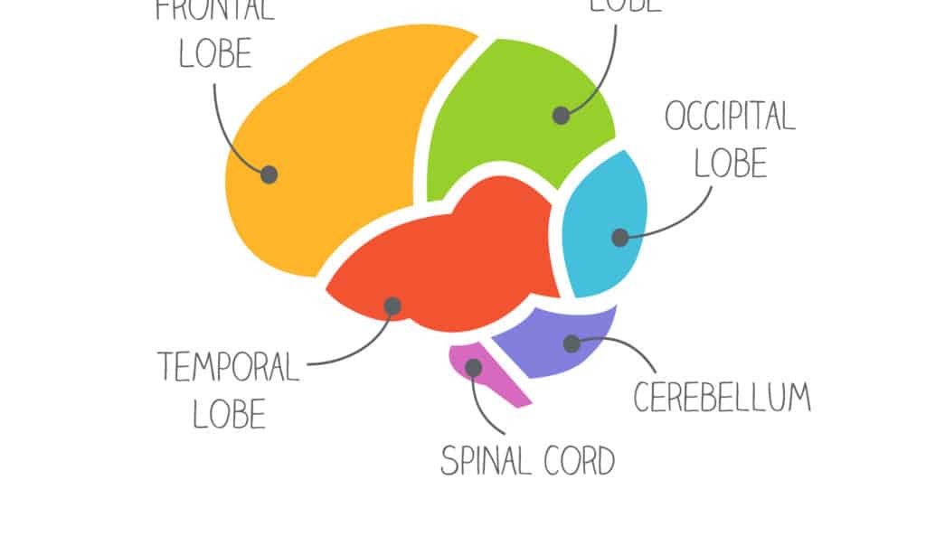 lobi cerebrali