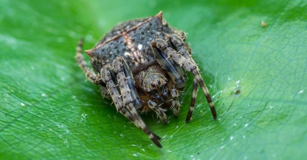 Incredibili animali della foresta pluviale: il ragno della corteccia di Darwin