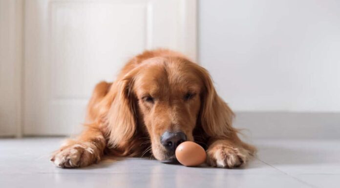 I cani possono mangiare le uova, sono sane o pericolose?
