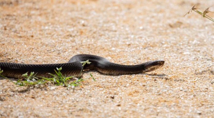 Scopri diversi tipi di serpenti Cottonmouth
