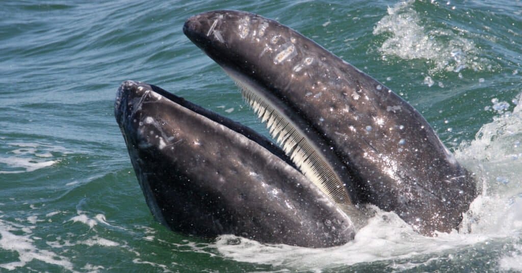cosa mangiano le balene - fanoni di balena grigia