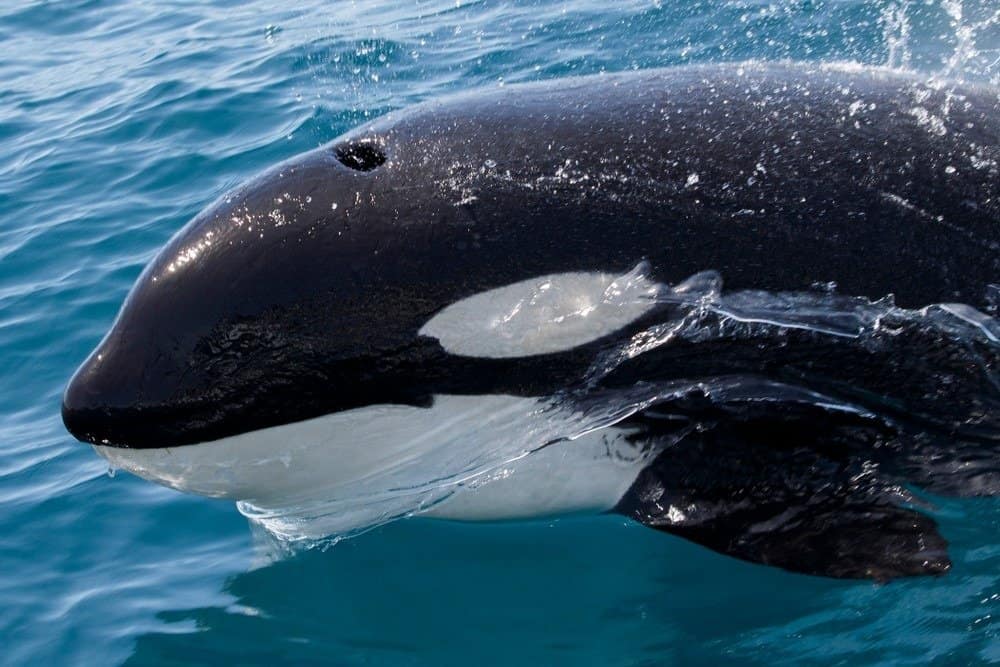 Balena assassina - Orcinus Orca