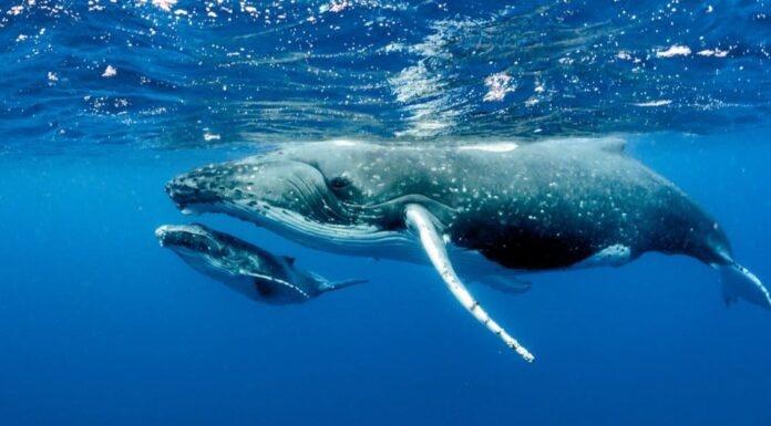 Balena grigia vs megattera: quali sono le differenze?
