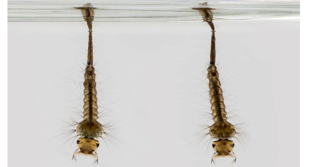 Cosa mangiano le mosche della gru - Larve della mosca della gru