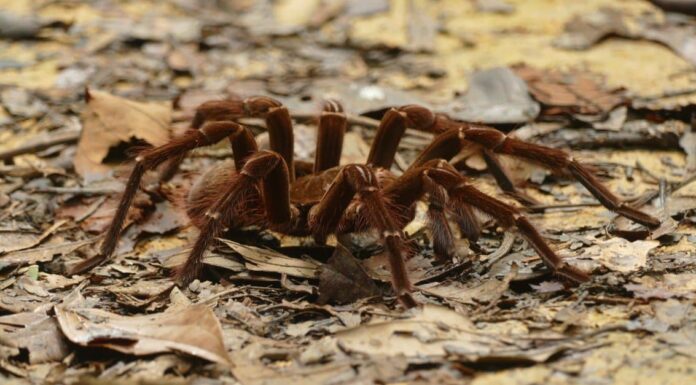 Close-Up of Huntsman Spider