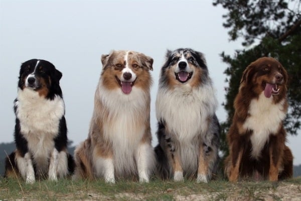 Gruppo di cani da pastore australiano