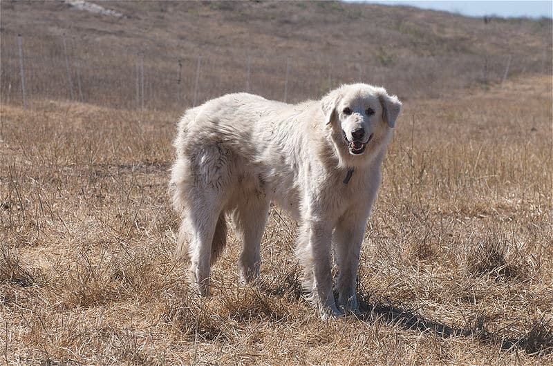 I cani Akbash sono originari della Turchia e vengono importati negli Stati Uniti