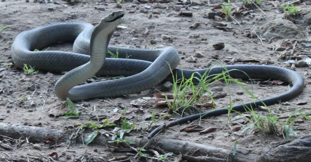 La maggior parte dei serpenti velenosi del mondo - Black Mamba