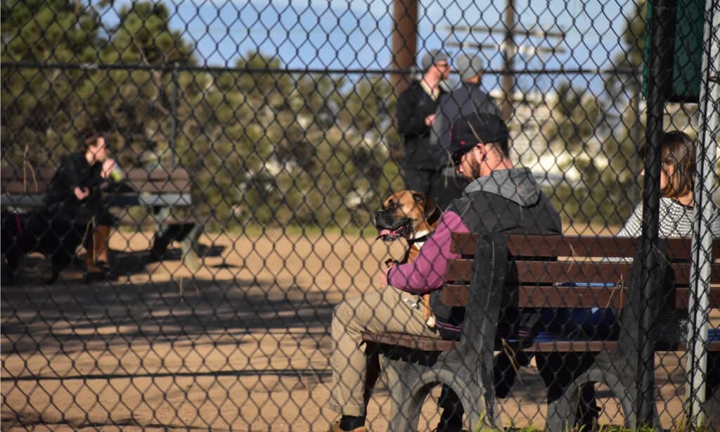 Dog Park Series - Parcheggia attraverso la recinzione