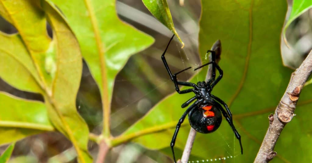 Predatore all'apice: ragno vedova nera